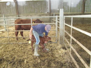 Pre-Prep Farm Visit 3